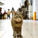 Illustration for article titled Japan Has a Google Street View Map for Cats
